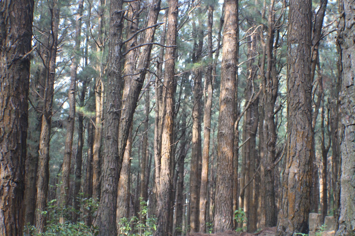 Pinus caribaea Morelet